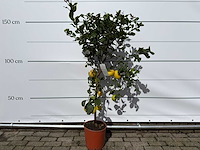 Citroenboom - citrus limon - hoogte ca. 160 cm - afbeelding 1 van  2