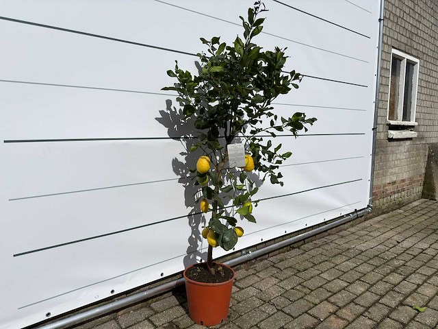 Citroenboom - citrus limon - hoogte ca. 160 cm - afbeelding 2 van  2