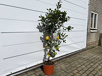 Citroenboom - citrus limon - hoogte ca. 160 cm - afbeelding 2 van  2