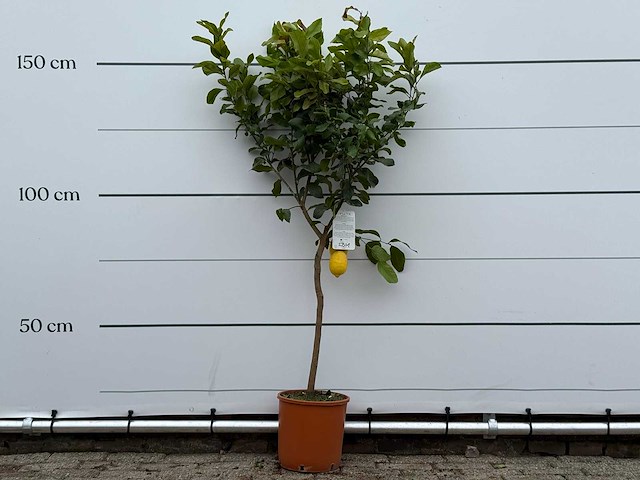 Citroenboom - citrus limon - hoogte ca. 180 cm - afbeelding 1 van  4