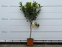 Citroenboom - citrus limon - hoogte ca. 180 cm - afbeelding 1 van  4