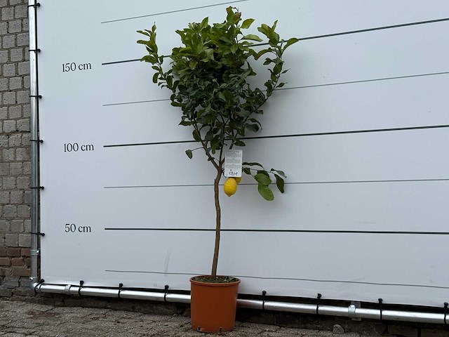 Citroenboom - citrus limon - hoogte ca. 180 cm - afbeelding 2 van  4