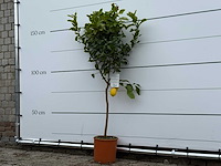 Citroenboom - citrus limon - hoogte ca. 180 cm - afbeelding 2 van  4