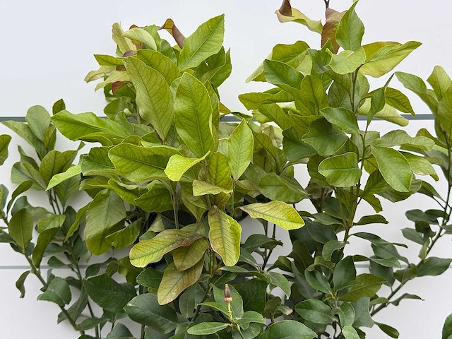 Citroenboom - citrus limon - hoogte ca. 180 cm - afbeelding 3 van  4