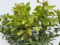 Citroenboom - citrus limon - hoogte ca. 180 cm - afbeelding 3 van  4