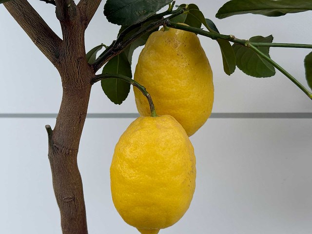 Citroenboom - citrus limon - hoogte ca. 180 cm - afbeelding 4 van  4