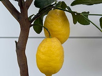 Citroenboom - citrus limon - hoogte ca. 180 cm - afbeelding 4 van  4