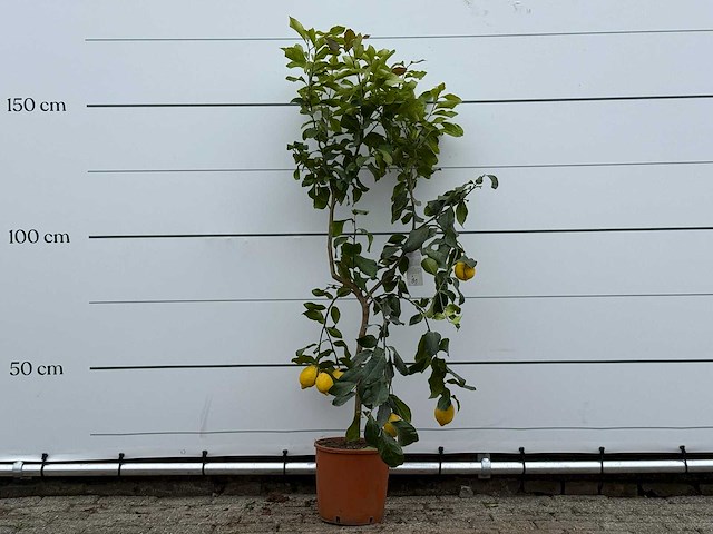 Citroenboom - citrus limon - hoogte ca. 180 cm - afbeelding 1 van  3