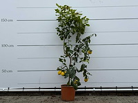 Citroenboom - citrus limon - hoogte ca. 180 cm - afbeelding 1 van  3