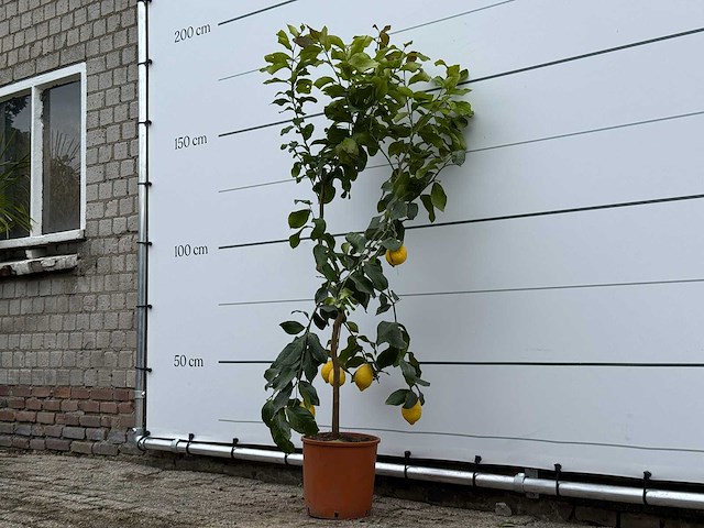 Citroenboom - citrus limon - hoogte ca. 180 cm - afbeelding 2 van  3