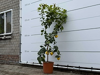 Citroenboom - citrus limon - hoogte ca. 180 cm - afbeelding 2 van  3