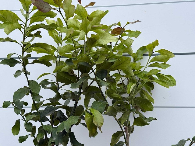 Citroenboom - citrus limon - hoogte ca. 180 cm - afbeelding 3 van  3