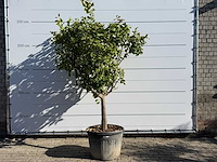 Citroenboom - citrus limon - hoogte ca. 250 cm - afbeelding 1 van  8
