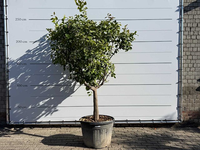 Citroenboom - citrus limon - hoogte ca. 250 cm - afbeelding 2 van  8