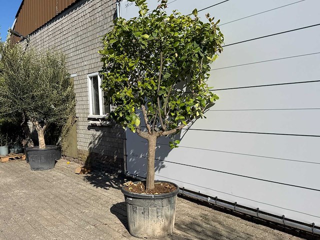 Citroenboom - citrus limon - hoogte ca. 250 cm - afbeelding 3 van  8