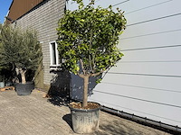 Citroenboom - citrus limon - hoogte ca. 250 cm - afbeelding 3 van  8
