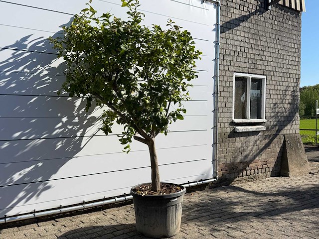Citroenboom - citrus limon - hoogte ca. 250 cm - afbeelding 4 van  8