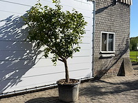 Citroenboom - citrus limon - hoogte ca. 250 cm - afbeelding 4 van  8