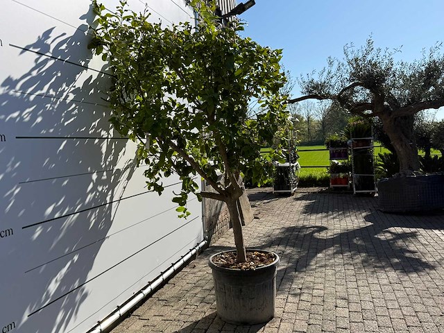 Citroenboom - citrus limon - hoogte ca. 250 cm - afbeelding 5 van  8