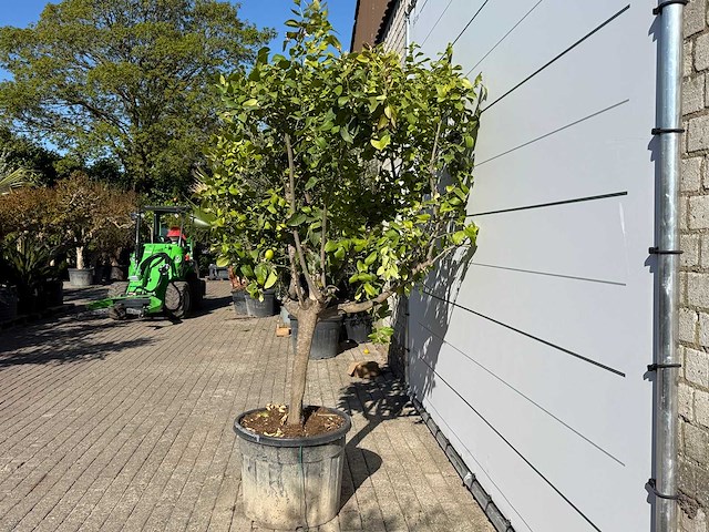 Citroenboom - citrus limon - hoogte ca. 250 cm - afbeelding 6 van  8
