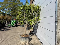Citroenboom - citrus limon - hoogte ca. 250 cm - afbeelding 6 van  8