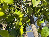 Citroenboom - citrus limon - hoogte ca. 250 cm - afbeelding 7 van  8