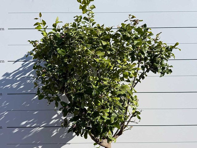 Citroenboom - citrus limon - hoogte ca. 250 cm - afbeelding 8 van  8