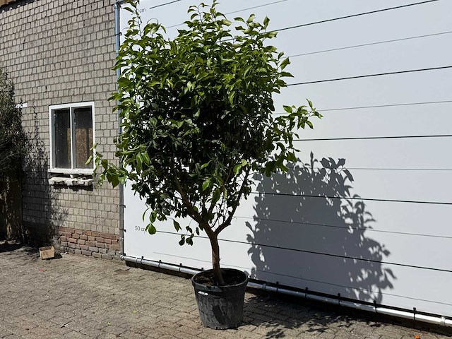 Citroenboom - citrus limon - hoogte ca. 250 cm - afbeelding 1 van  2