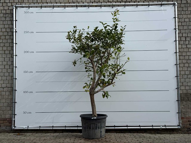 Citroenboom - citrus limon - hoogte ca. 250 cm - afbeelding 1 van  6