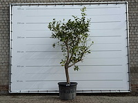 Citroenboom - citrus limon - hoogte ca. 250 cm - afbeelding 1 van  6