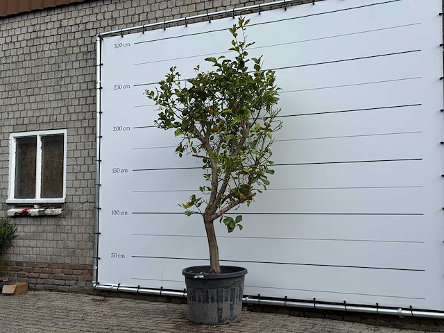 Citroenboom - citrus limon - hoogte ca. 250 cm - afbeelding 2 van  6