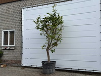 Citroenboom - citrus limon - hoogte ca. 250 cm - afbeelding 2 van  6