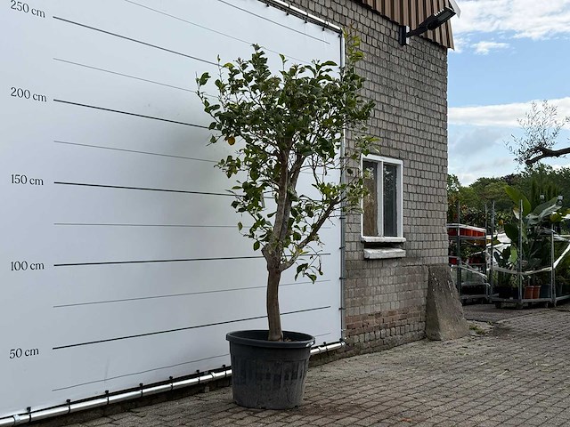 Citroenboom - citrus limon - hoogte ca. 250 cm - afbeelding 3 van  6