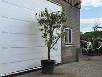 Citroenboom - citrus limon - hoogte ca. 250 cm - afbeelding 3 van  6