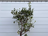Citroenboom - citrus limon - hoogte ca. 250 cm - afbeelding 4 van  6