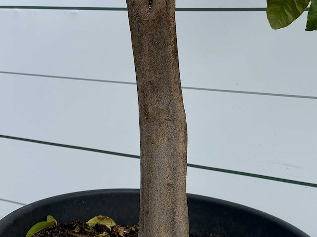 Citroenboom - citrus limon - hoogte ca. 250 cm - afbeelding 5 van  6