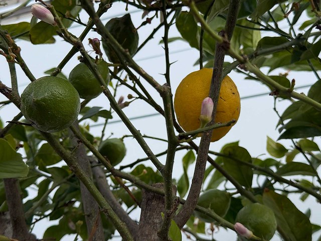 Citroenboom - citrus limon - hoogte ca. 250 cm - afbeelding 6 van  6