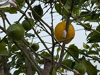 Citroenboom - citrus limon - hoogte ca. 250 cm - afbeelding 6 van  6