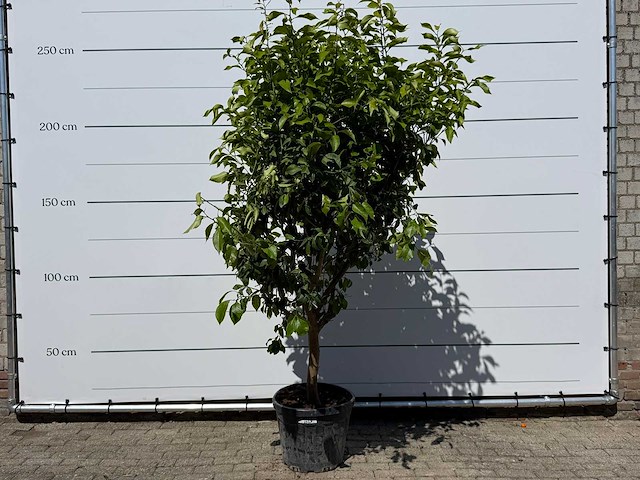 Citroenboom - citrus limon - hoogte ca. 250 cm - afbeelding 1 van  4
