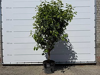 Citroenboom - citrus limon - hoogte ca. 250 cm - afbeelding 1 van  4