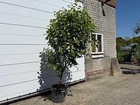Citroenboom - citrus limon - hoogte ca. 250 cm - afbeelding 3 van  4