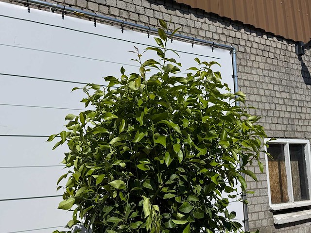 Citroenboom - citrus limon - hoogte ca. 250 cm - afbeelding 4 van  4