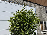 Citroenboom - citrus limon - hoogte ca. 250 cm - afbeelding 4 van  4