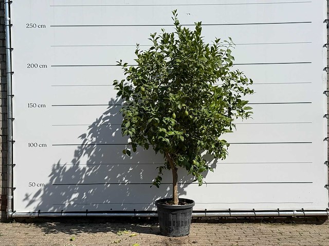 Citroenboom - citrus limon - hoogte ca. 250 cm - afbeelding 1 van  3