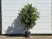 Citroenboom - citrus limon - hoogte ca. 250 cm - afbeelding 1 van  3