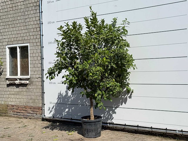 Citroenboom - citrus limon - hoogte ca. 250 cm - afbeelding 2 van  3