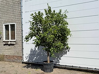 Citroenboom - citrus limon - hoogte ca. 250 cm - afbeelding 2 van  3