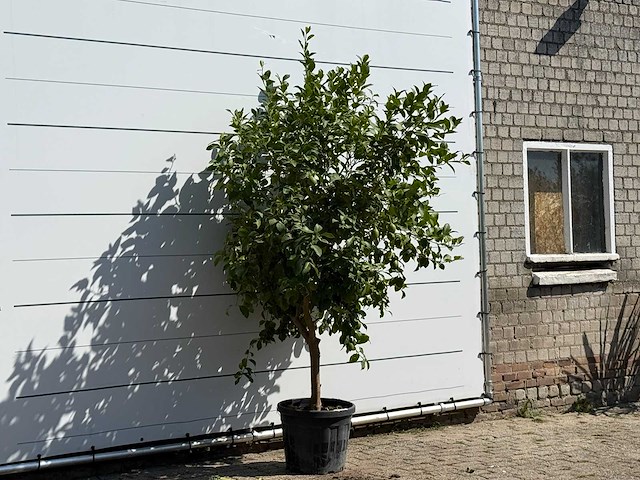 Citroenboom - citrus limon - hoogte ca. 250 cm - afbeelding 3 van  3
