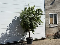 Citroenboom - citrus limon - hoogte ca. 250 cm - afbeelding 3 van  3