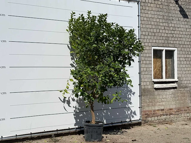 Citroenboom - citrus limon - hoogte ca. 250 cm - afbeelding 1 van  3